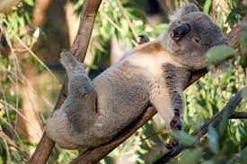 Let's help koalas.