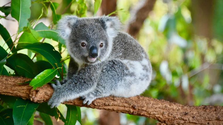 Save Koalas